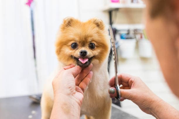 Dog grooming in Delhi | edtechreader