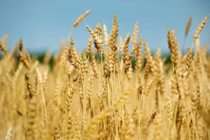 8 Tips To Get The Best Wheat Produce | edtechreader