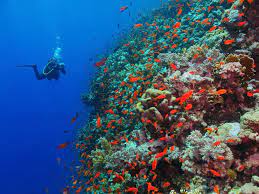 Scuba diving in andaman | edtechreader