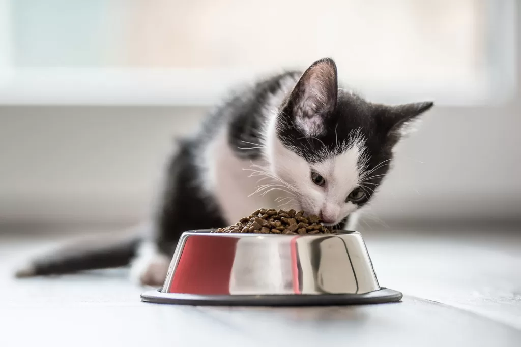 pet food bowls | edtechreader